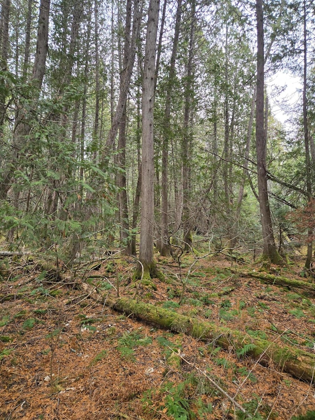 view of local wilderness