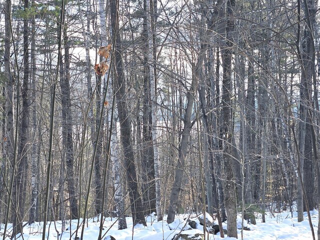 LOT023-A Oak Hill Rd, Temple, ME 04984
