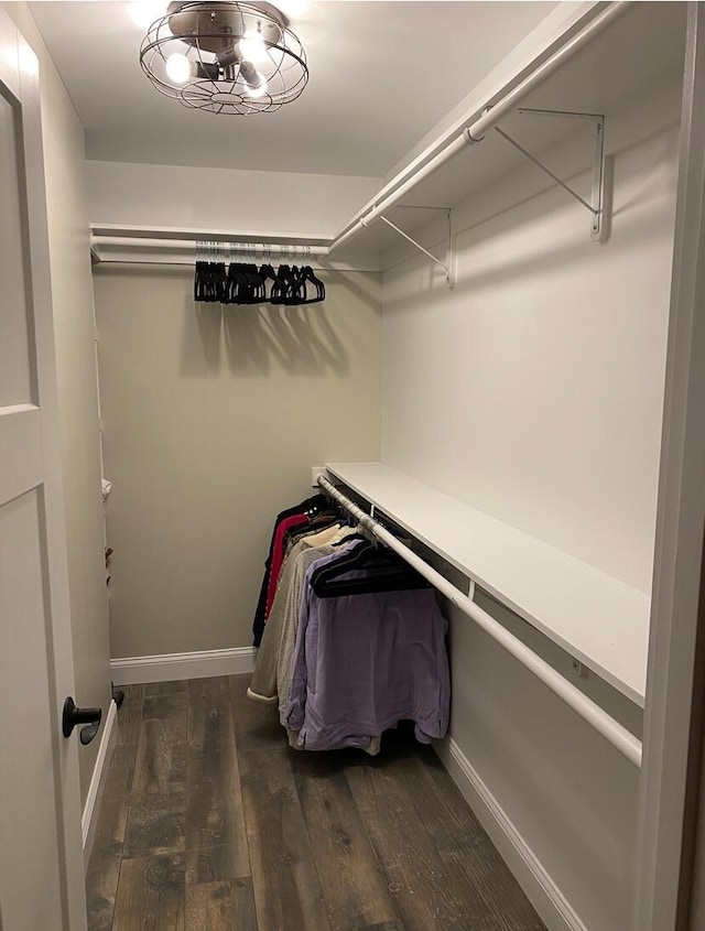 walk in closet featuring dark wood-type flooring