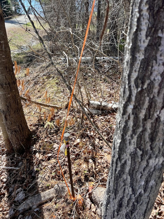 8 Pine Hill Dr, Belfast, ME 04915 - view of local wilderness