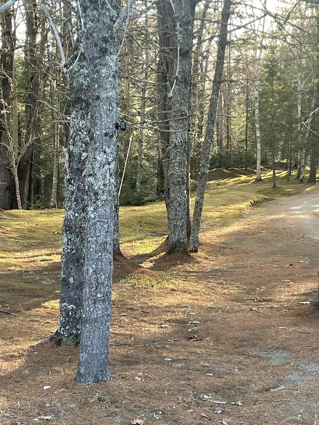 1449 Main Rd, Greenbush, ME 04418 - view of nature featuring a view of trees