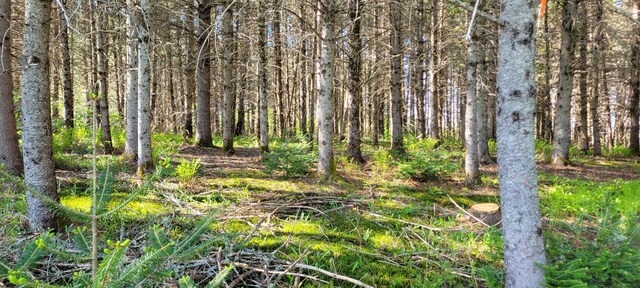 685 Main St, Grand Isle, ME 04746 - view of woods