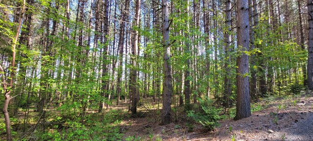 685 Main St, Grand Isle, ME 04746 - view of tree filled area