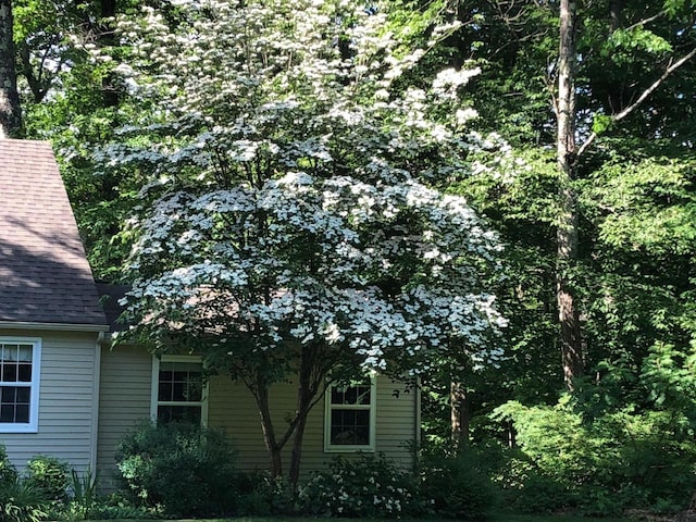 view of side of home featuring roof with shingles