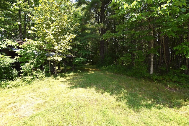 view of local wilderness