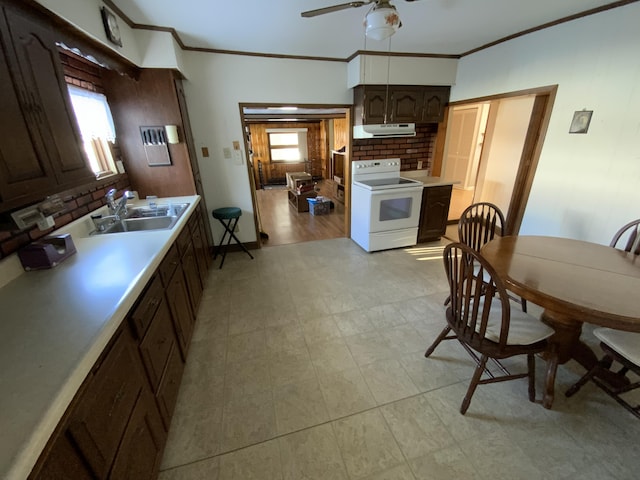 kitchen with sink, ceiling fan, dark brown cabinetry, ornamental molding, and white electric stove