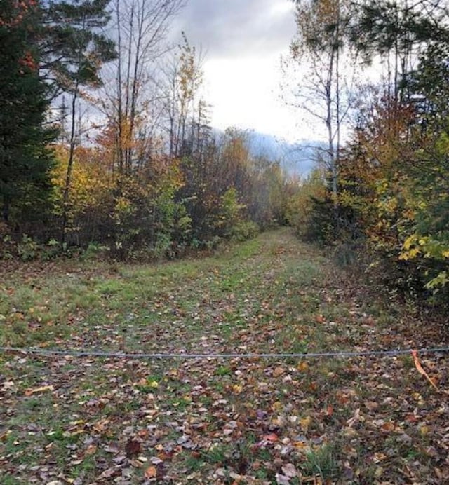 view of yard featuring a view of trees