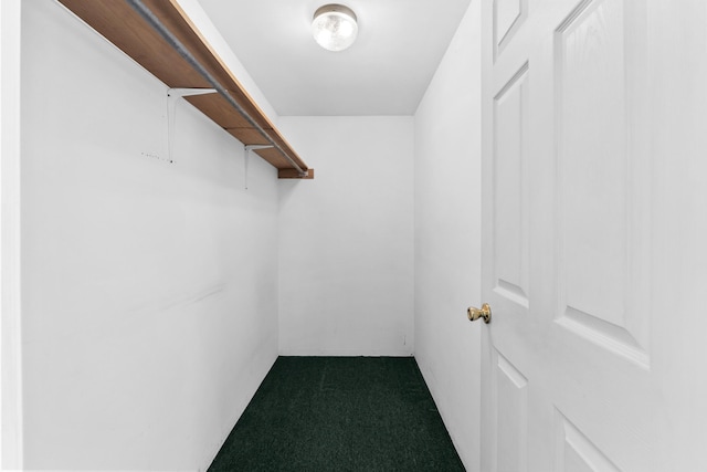 walk in closet featuring carpet