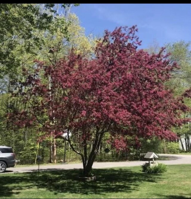 view of property's community with a yard