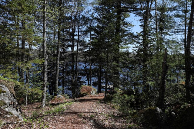 51 Short Point Way, Orland, ME 04472 - view of local wilderness