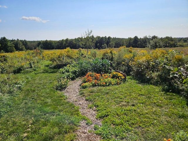 view of yard featuring a wooded view