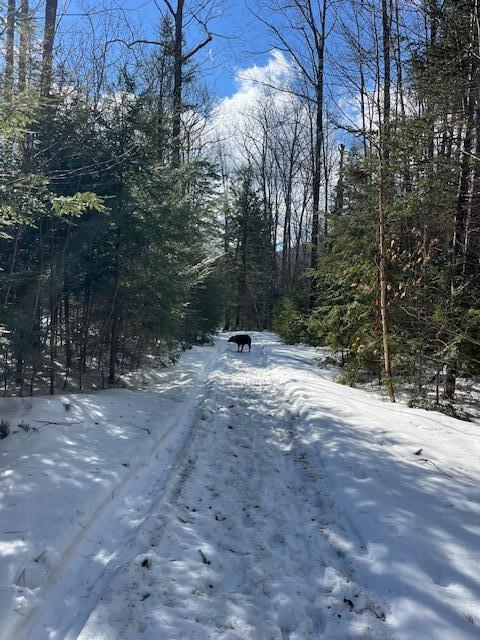 Listing photo 3 for LOT22 Taylor Woods Rd, Bethel ME 04217