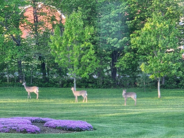 view of community with a yard