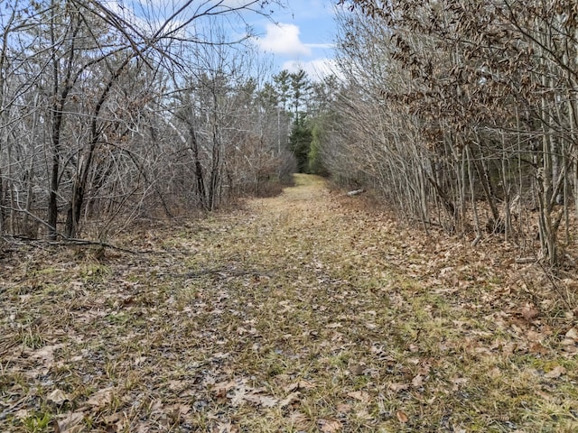 view of local wilderness