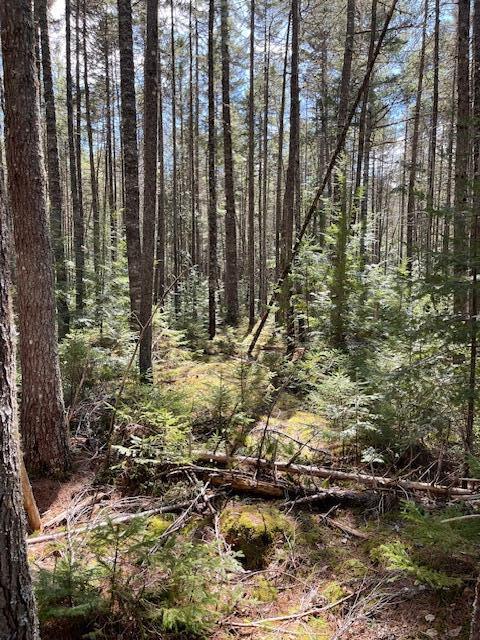 LOT12 Boyce Cove Rd, Lakeville, ME 04487 - photo 2