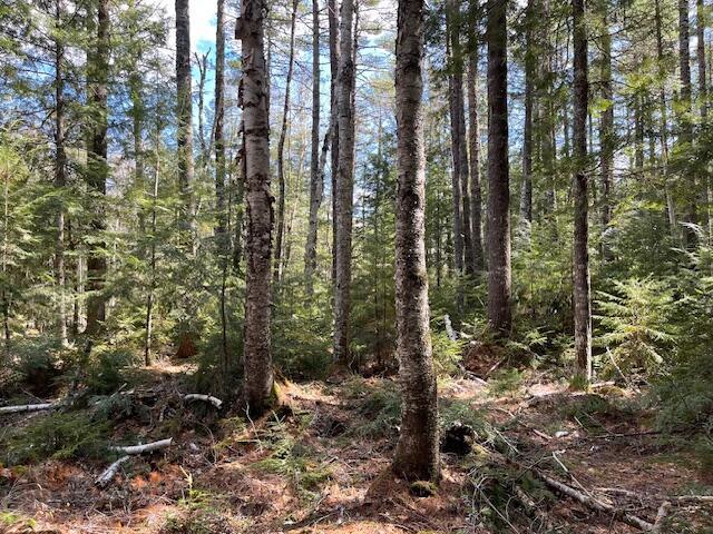 LOT12 Boyce Cove Rd, Lakeville, ME 04487 - photo 3