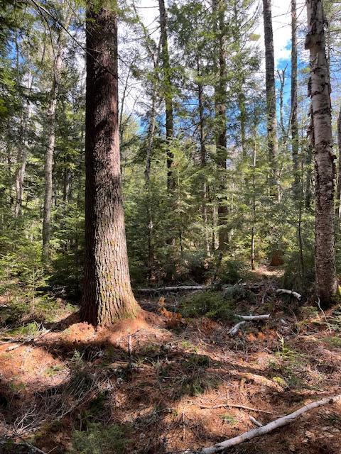 LOT12 Boyce Cove Rd, Lakeville, ME 04487 - photo 4