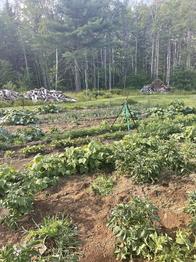 view of yard featuring a garden and a forest view