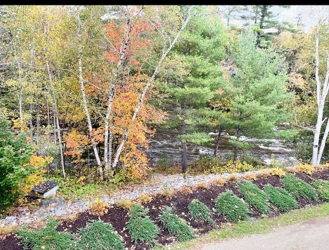 view of woods