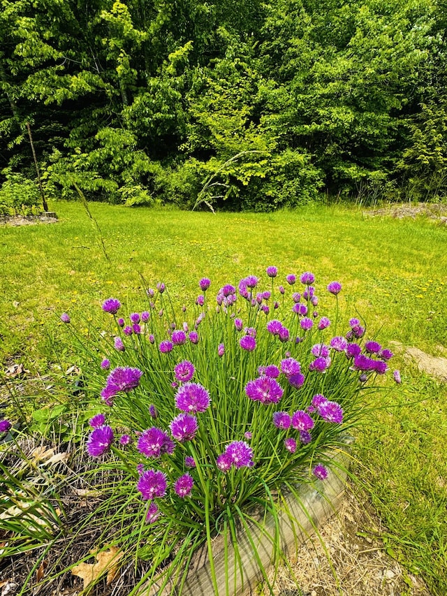 362 N Raymond Rd, Poland, ME 04274 - view of yard