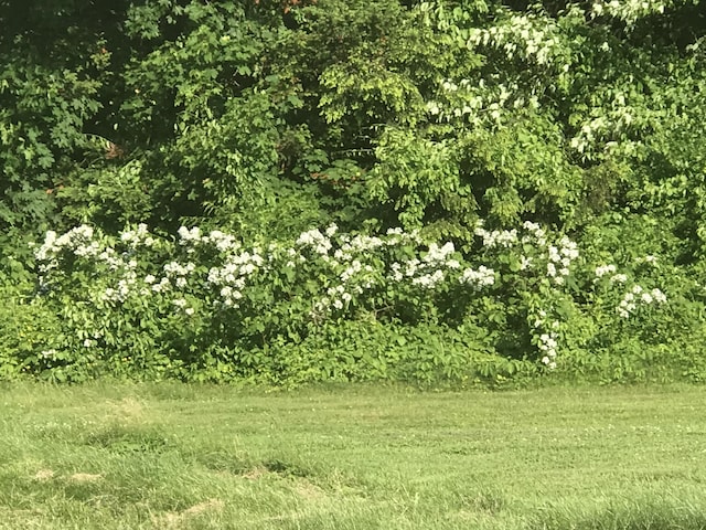 57 Oxford St, Augusta, ME 04330 - view of local wilderness
