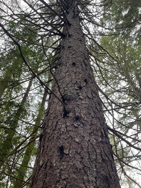 LOT6-1 Sand Shed Loop, Amherst, ME 04605 - view of nature