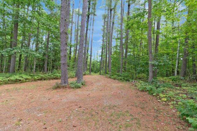 view of woods