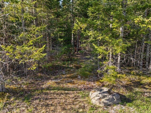 view of local wilderness