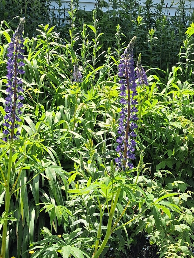 67 Huddle Rd, Bristol, ME 04554 - view of nature