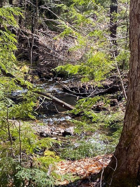 178 Maplecrest Rd, Parsonsfield, ME 04047 - view of local wilderness