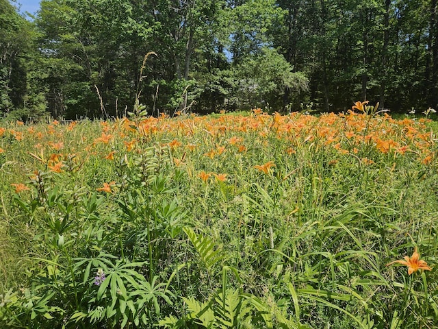 15 Eagle Ln, Damariscotta, ME 04543 - view of local wilderness