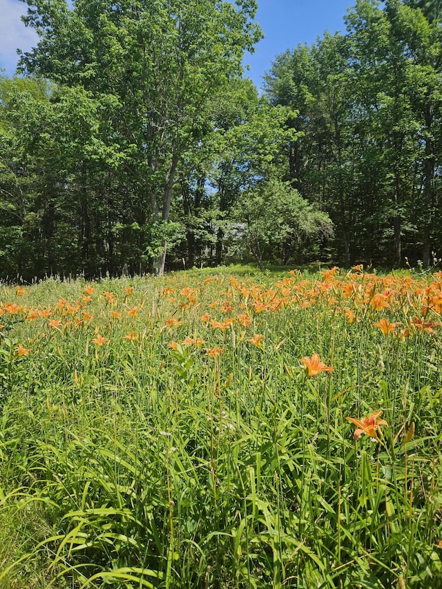 15 Eagle Ln, Damariscotta, ME 04543 - view of local wilderness