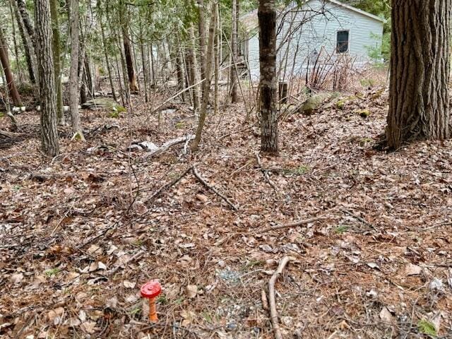 view of local wilderness