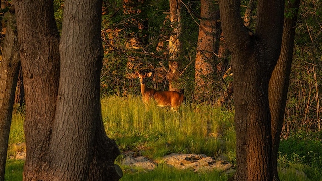 4 Ice House Pt, York, ME 03909 - view of wooded area