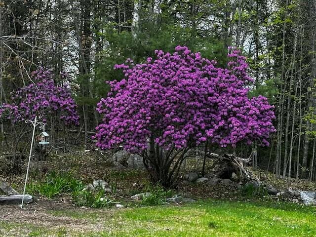 69 Goulds Ridge Rd, Passadumkeag, ME 04475 - view of nature