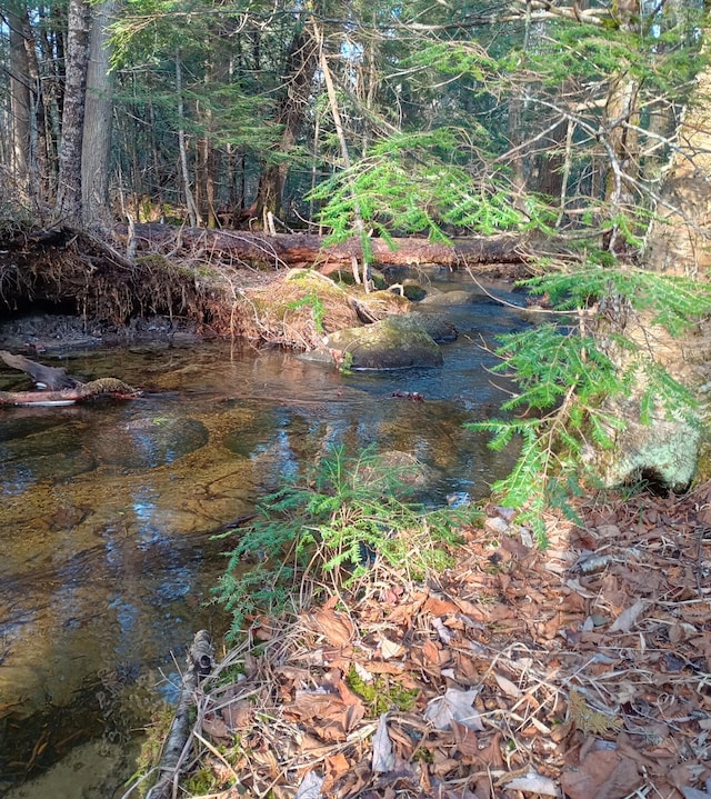 view of local wilderness
