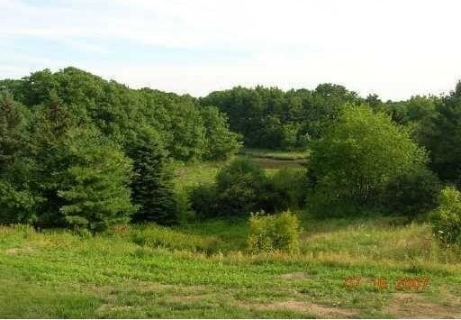 view of local wilderness