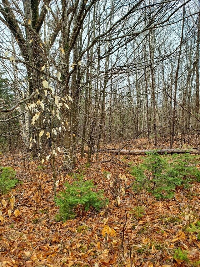 0 Ryan Rd, Baileyville, ME 04694 - photo 50
