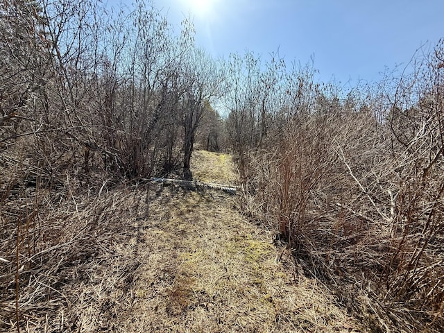 view of local wilderness