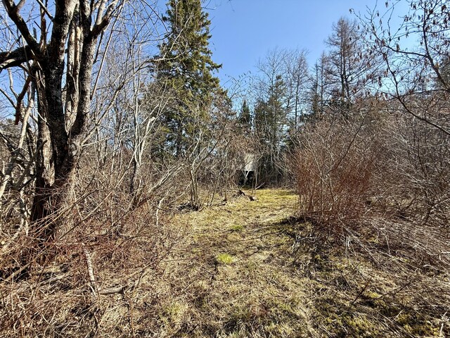 view of local wilderness