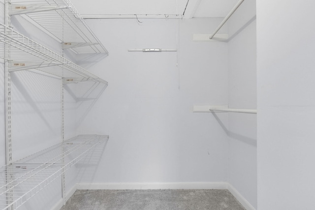 spacious closet featuring carpet