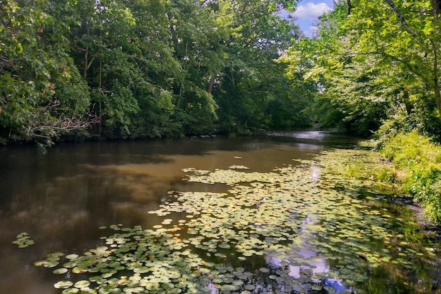 water view with a view of trees