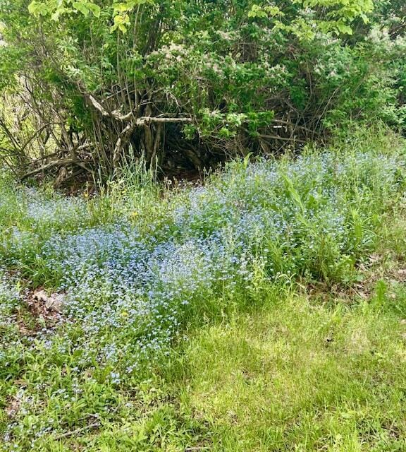 1361 Pleasant St, Blue Hill, ME 04614 - view of nature