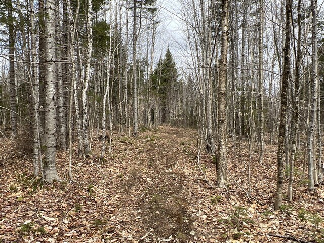 view of local wilderness with a wooded view