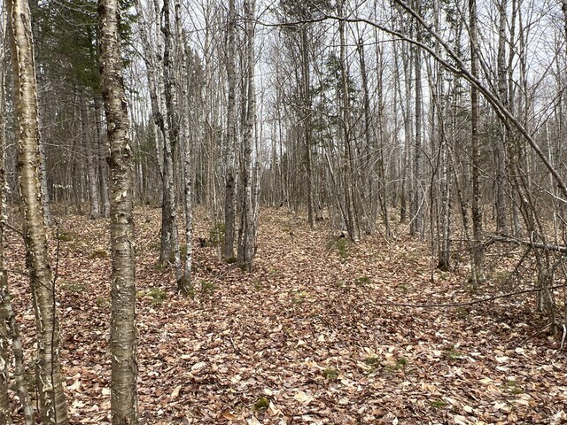 view of local wilderness featuring a forest view