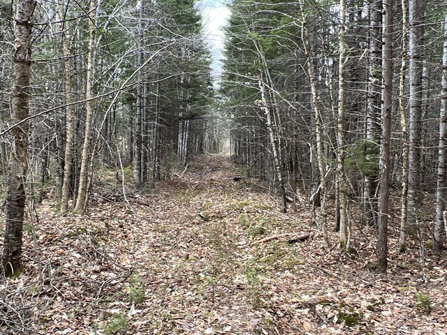 view of local wilderness featuring a wooded view