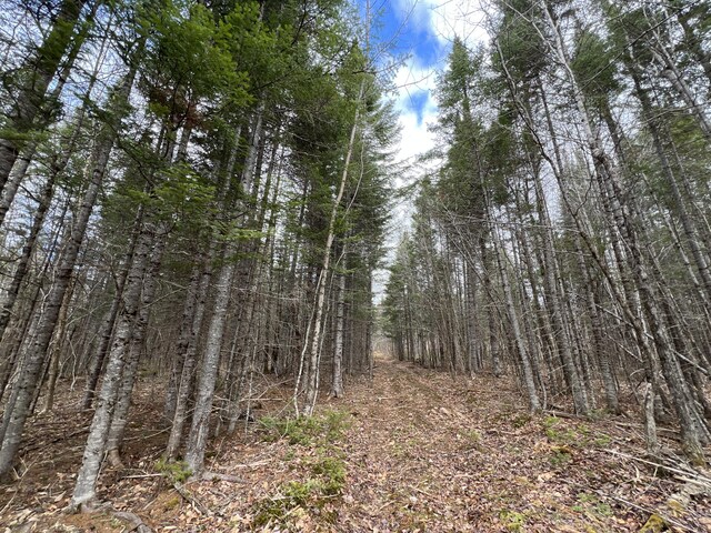 view of local wilderness