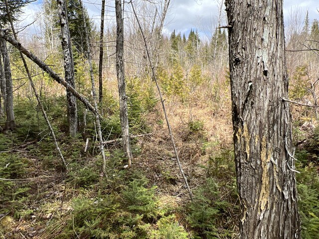 view of nature with a view of trees