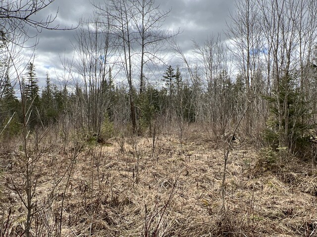 view of local wilderness