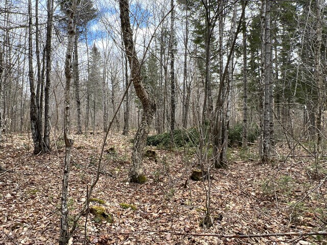 view of local wilderness